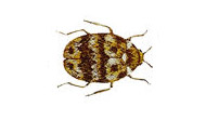 biscuit beetle fly