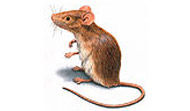 House Mouse