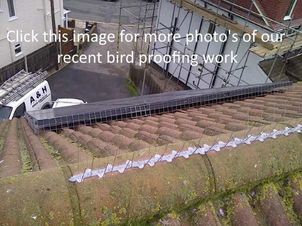 Pigeon Control Aldborough Hatch