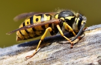 get rid of wasps