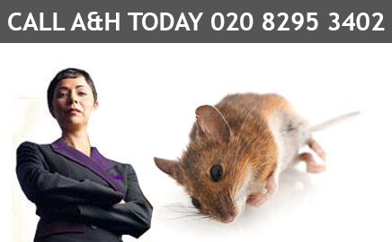 Pest Control Bromley