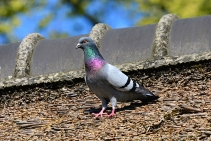 Pigeon Control in Crawley