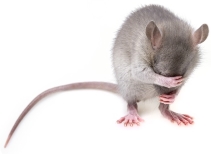 rat pest control london