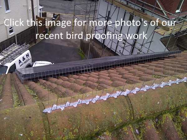 Pigeon Control Bishopsgate