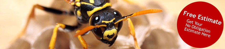 wasp nest removal london